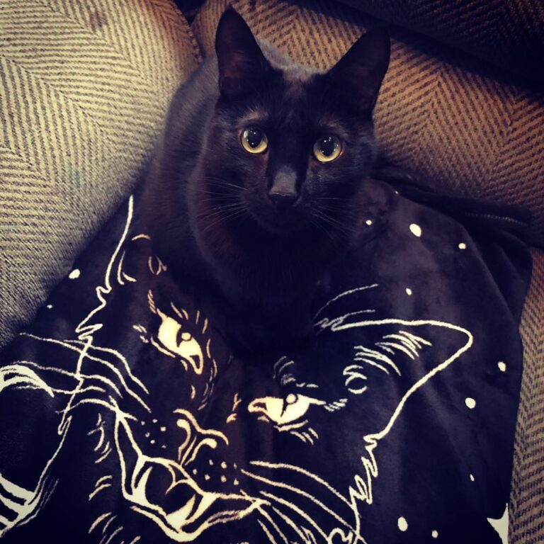 Mommy got me a new blanket and I love it