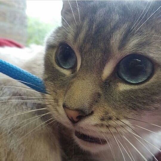 Moon eyes