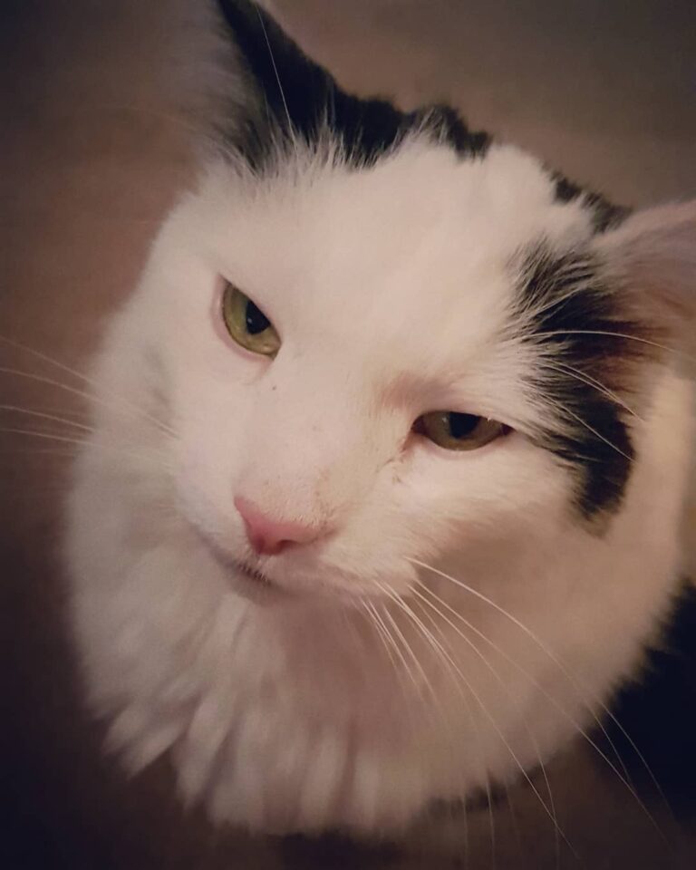 My cat-boy is so handsome yet such a jerk