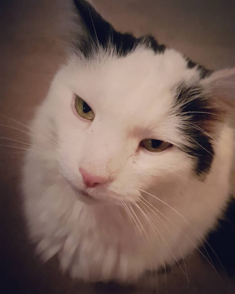 My cat-boy is so handsome yet such a jerk