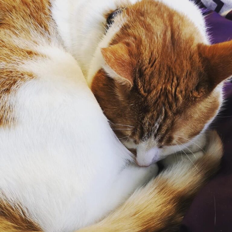 My fur baby is the cutest
