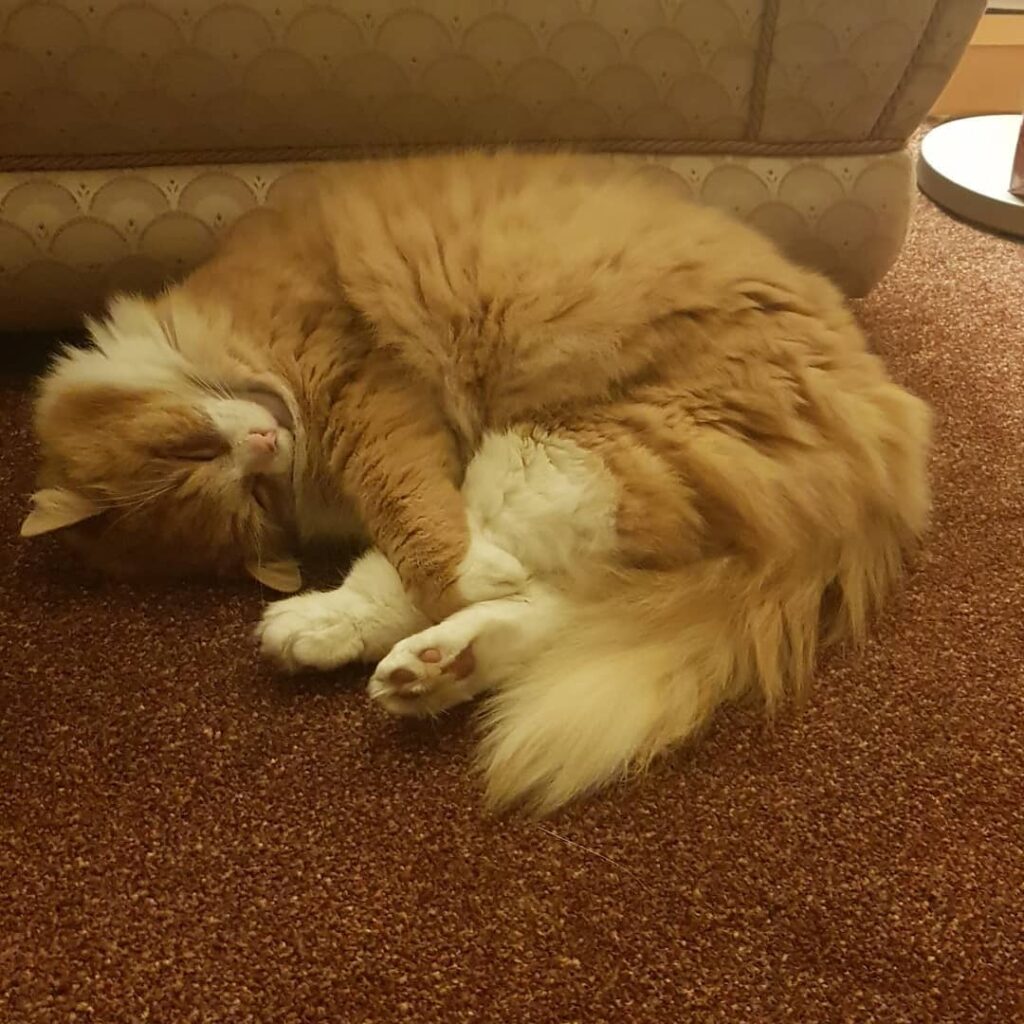 New Year’s Resolution: taking up yoga so I can stay trim. I call this