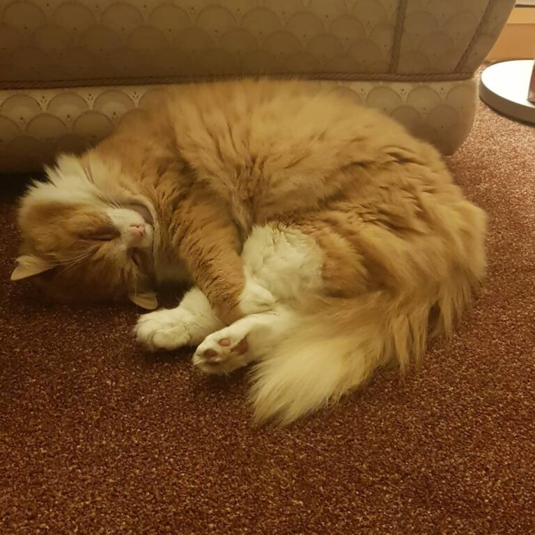 New Year’s Resolution: taking up yoga so I can stay trim. I call this
