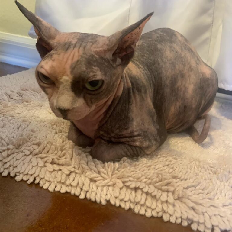 No baths