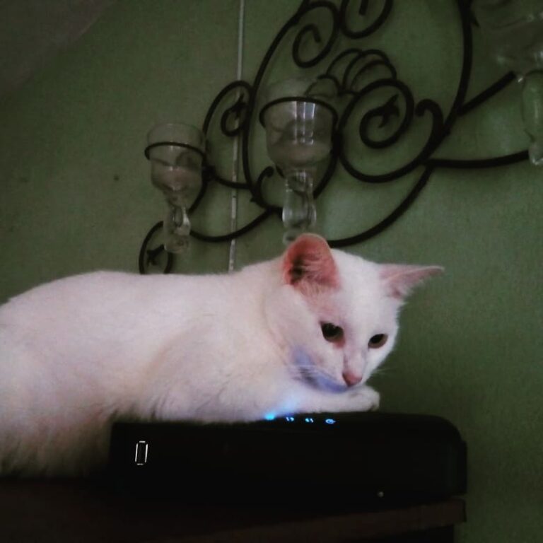 No se cae la red ,aquí la agarró mami .She’s checking the wifi …Amy