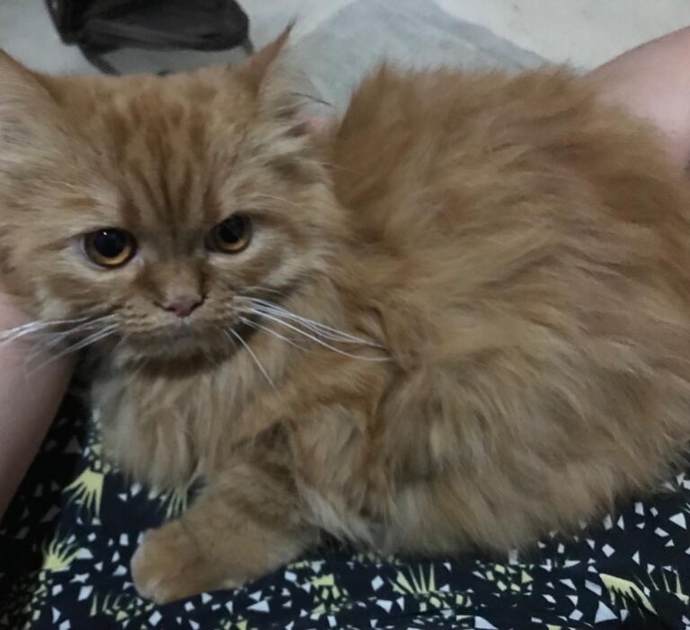 Novo hóspede do Mundo Miau: Garfield No colo da Tia Beta