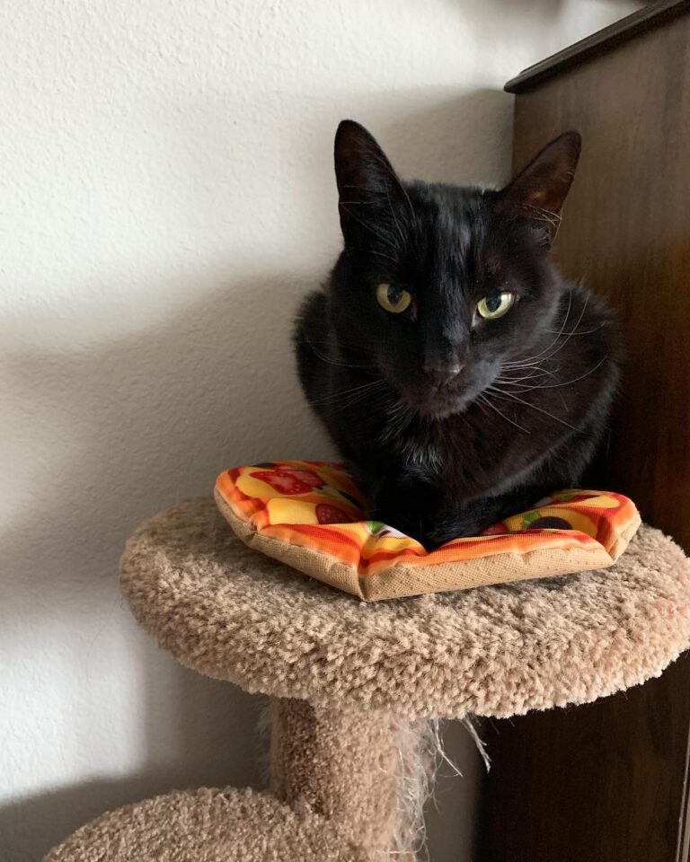 On New Year’s Day this large son TORE UP HIS PIZZA and got extremely