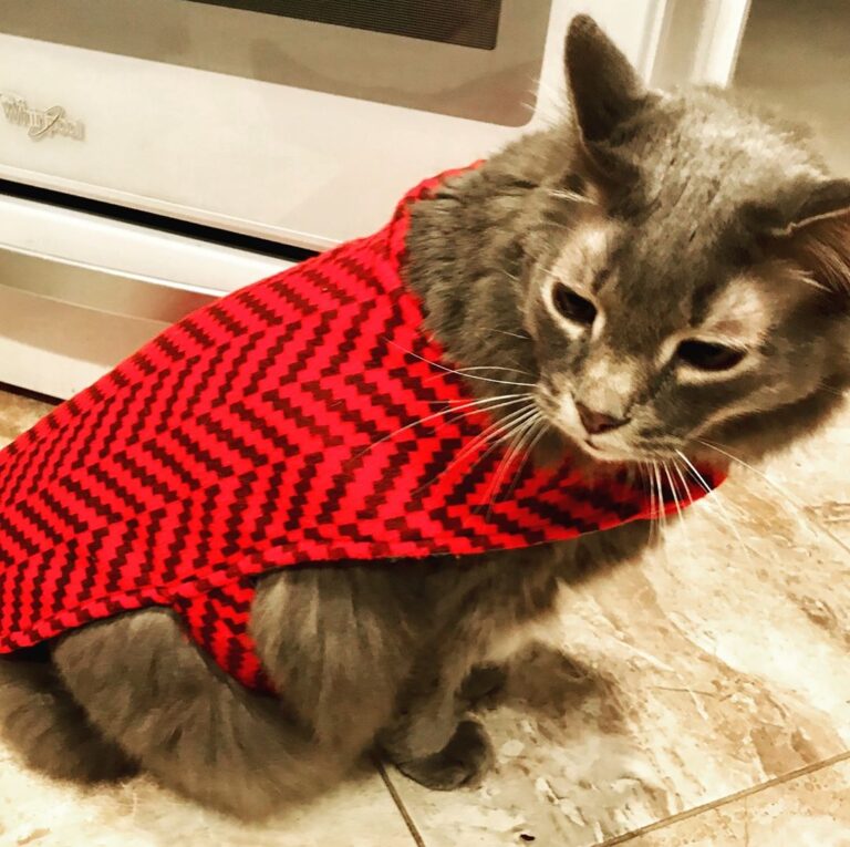 Oscar wasn’t very happy with his winter cape at first But he didn’t
