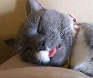FunnyCatSite