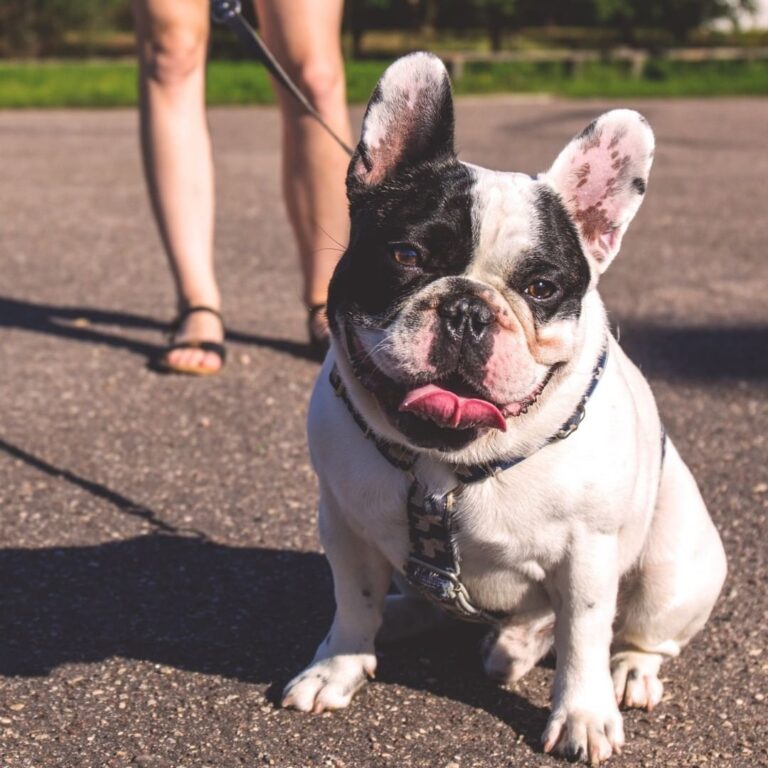 Perfect for those who share pet care duties, Trakz allows you to