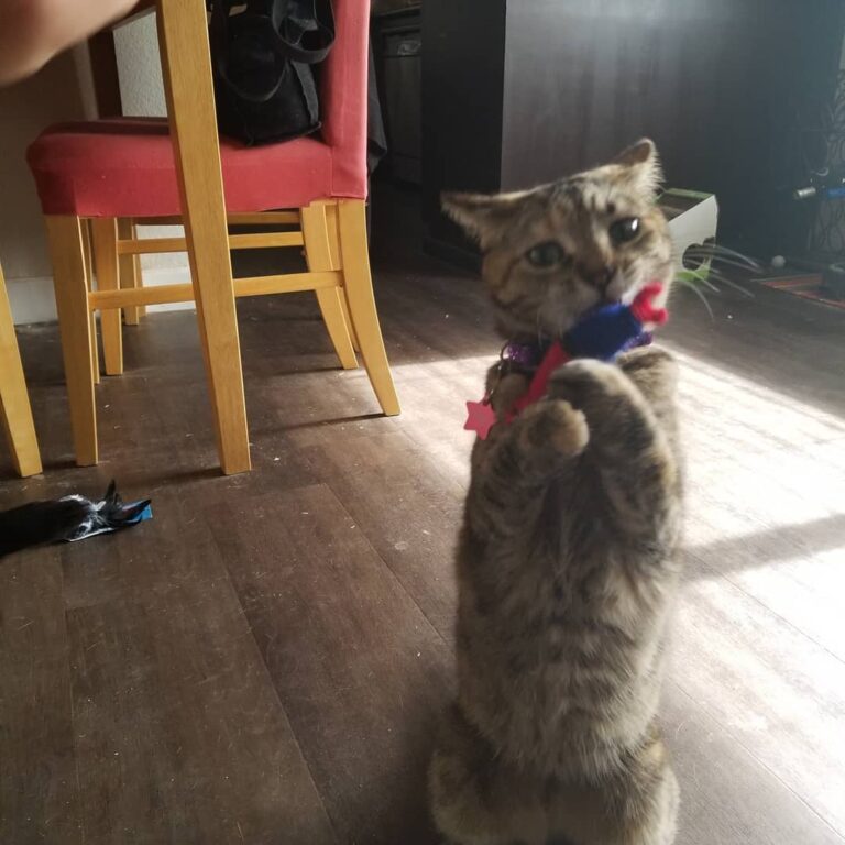 Poe loves her new catnip spiderman, thank you, Eartha and
