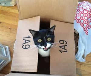 FunnyCatSite
