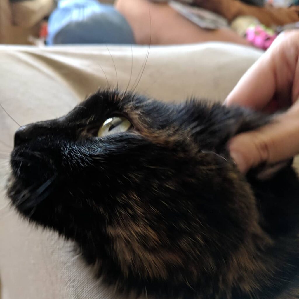 Pyewacket required a vigorous ear rub.