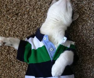 FunnyCatSite