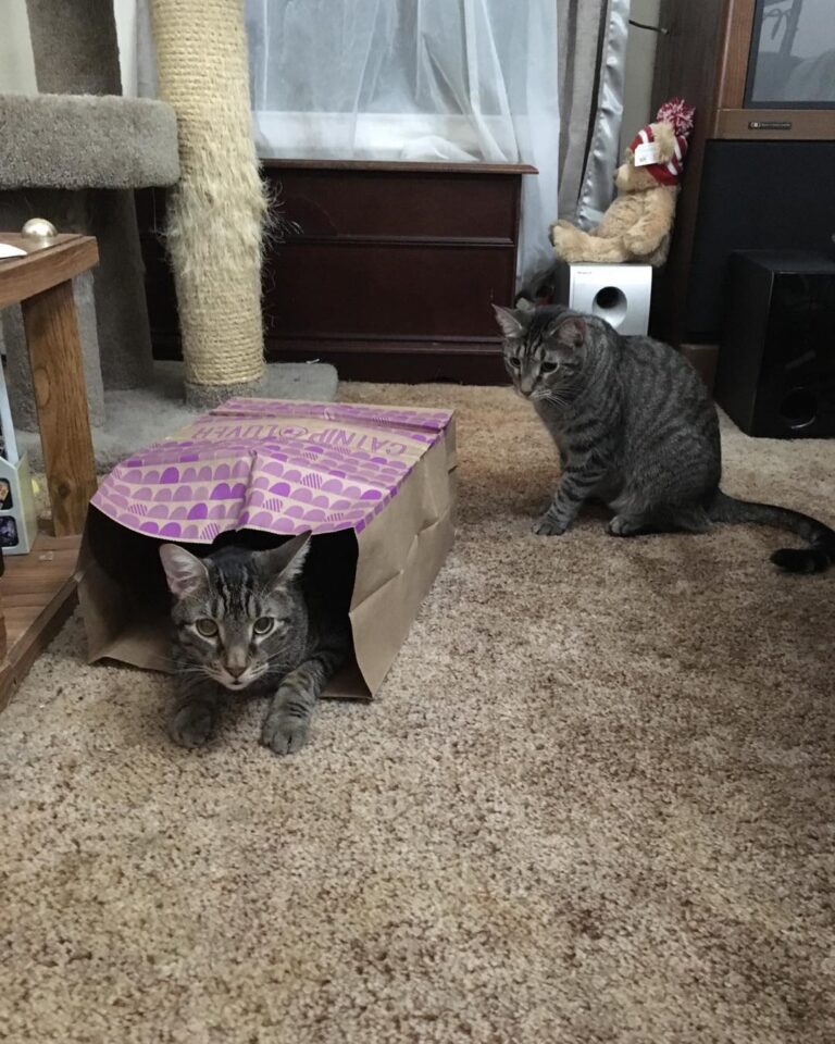 Rosie and Arkady enjoying one of their Christmas gifts.