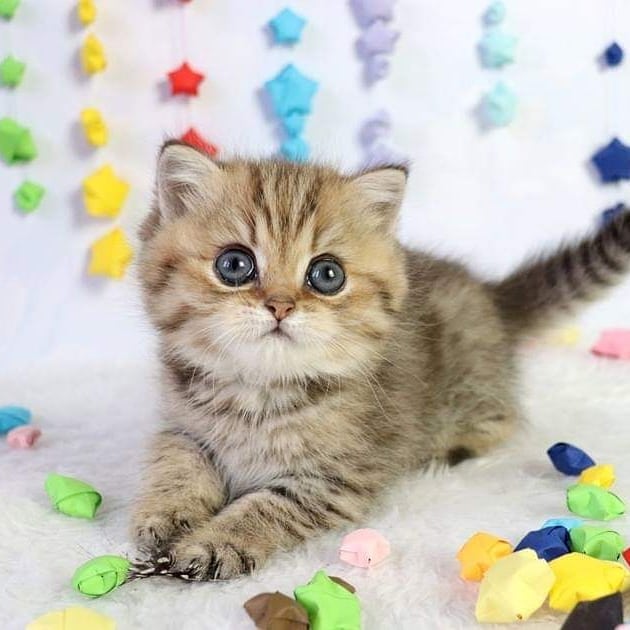 Sale! #инстатаг #кошки #купитькотенка #питомник #лучшиекотята