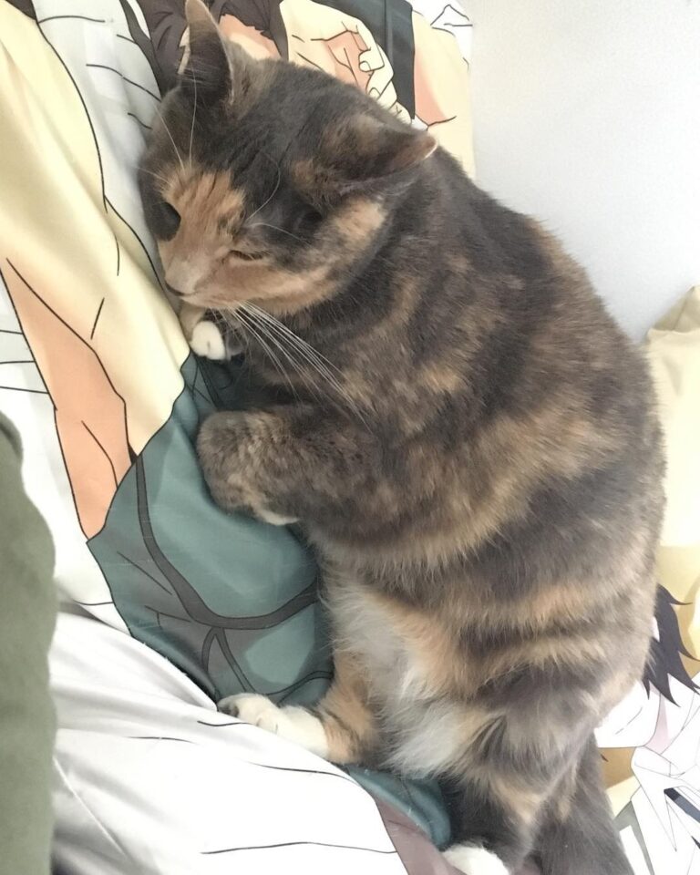 She doth sleep upon Diarmuid. The dakimakura are Suo’s favorite