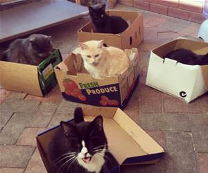 FunnyCatSite
