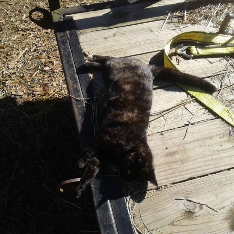 Smudge sunning.