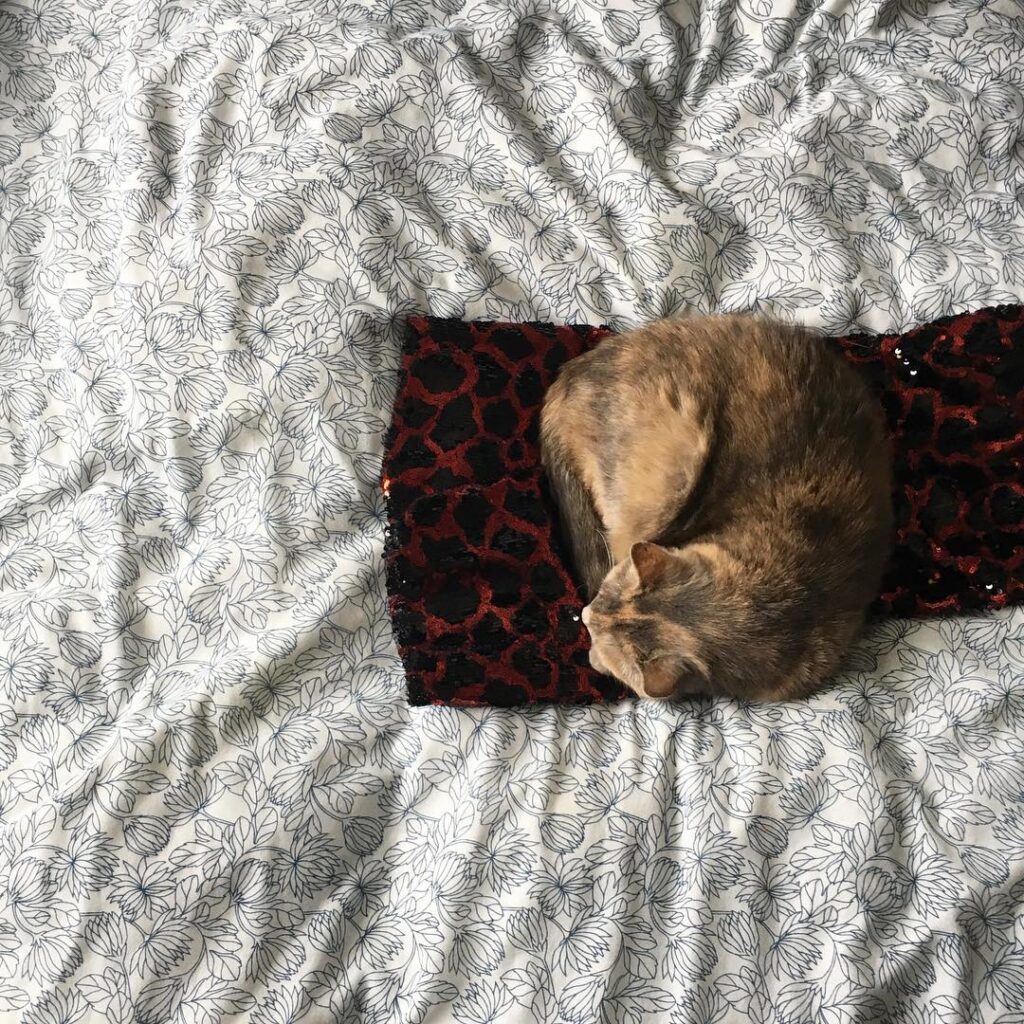 Sparkle cat has a whole bed to lie on, but but be on the sequins. .
