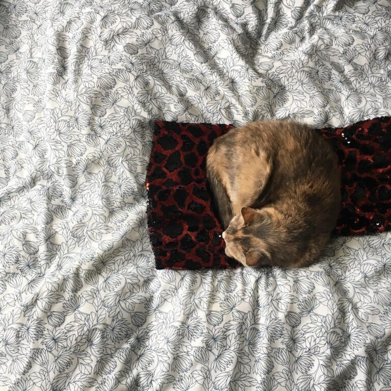 Sparkle cat has a whole bed to lie on, but but be on the sequins. .