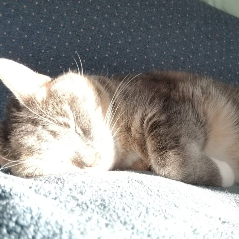 Sun basking.