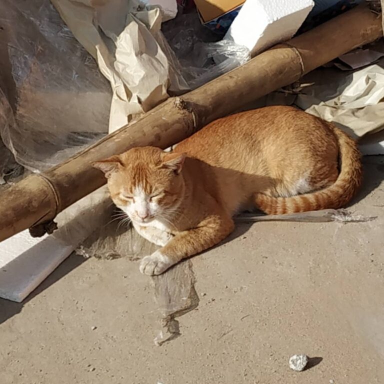 Sunbathing in winter chill!