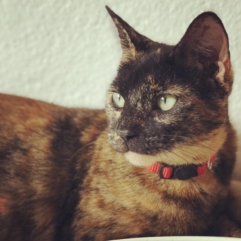 Sunflower . This girl is feisty and gorgeous. What more would you