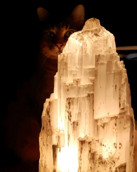 Sweet Maple admiring our favorite lamp before bed.