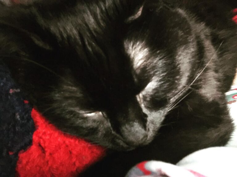 Sweet Mr. Beetle won’t let me get up. He’s clinging to me!