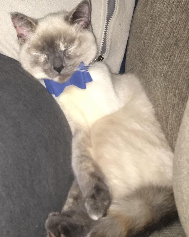 Taking nap with my hooman meow