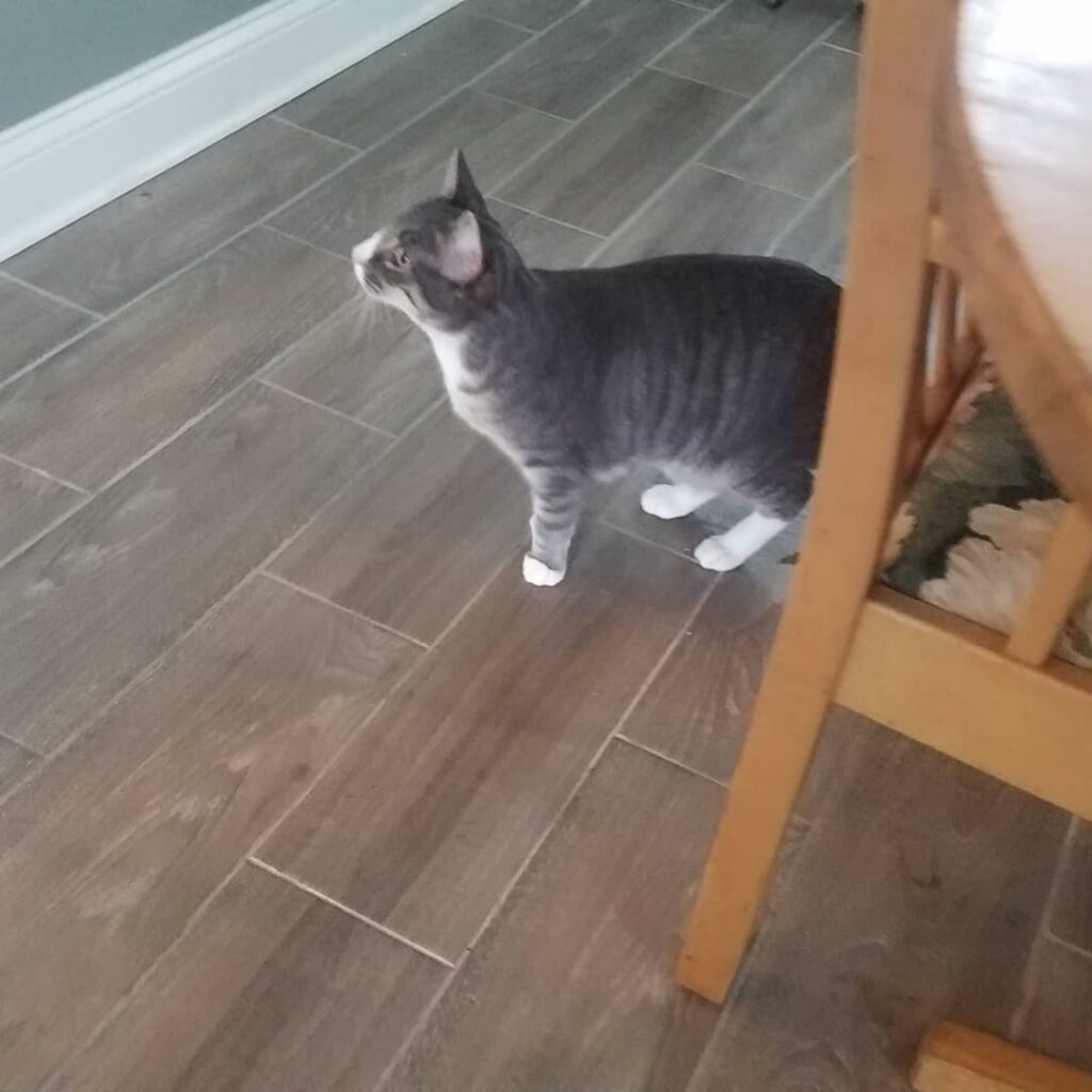 The Names have been decided upon! Meet Hank(Grey), and Dean (Orange)