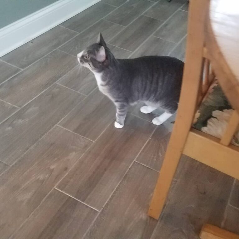 The Names have been decided upon! Meet Hank(Grey), and Dean (Orange)