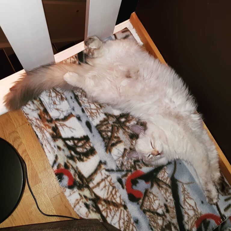 The best sleeping position #рэгдоллкот #рэгдолл #рэгдоллкотята #котэ