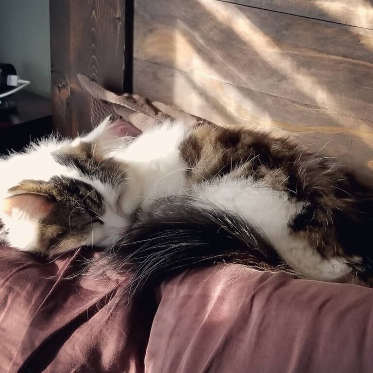 The human has been feeling a bit under the weather this week, so