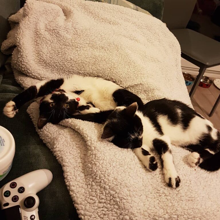 The new members of the family, Cosmo and Luna. Giving me lots of