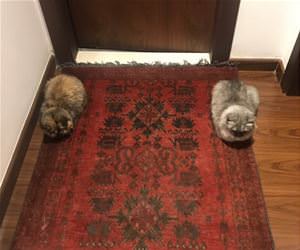 FunnyCatSite