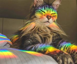 FunnyCatSite