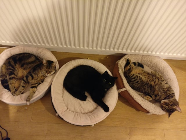 This assortment of kitties! They are so cute. Look at Mr Mike, how is