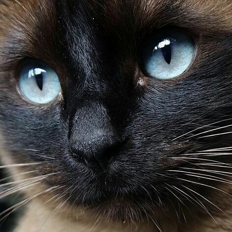 This is the best beautiful blue eyes . How do you find it?? . . From