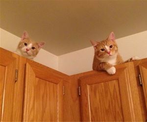FunnyCatSite