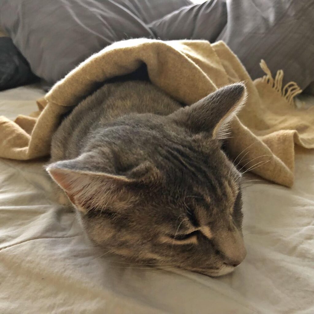 Today I fell asleep from my mom’s petting, and she covered me with a