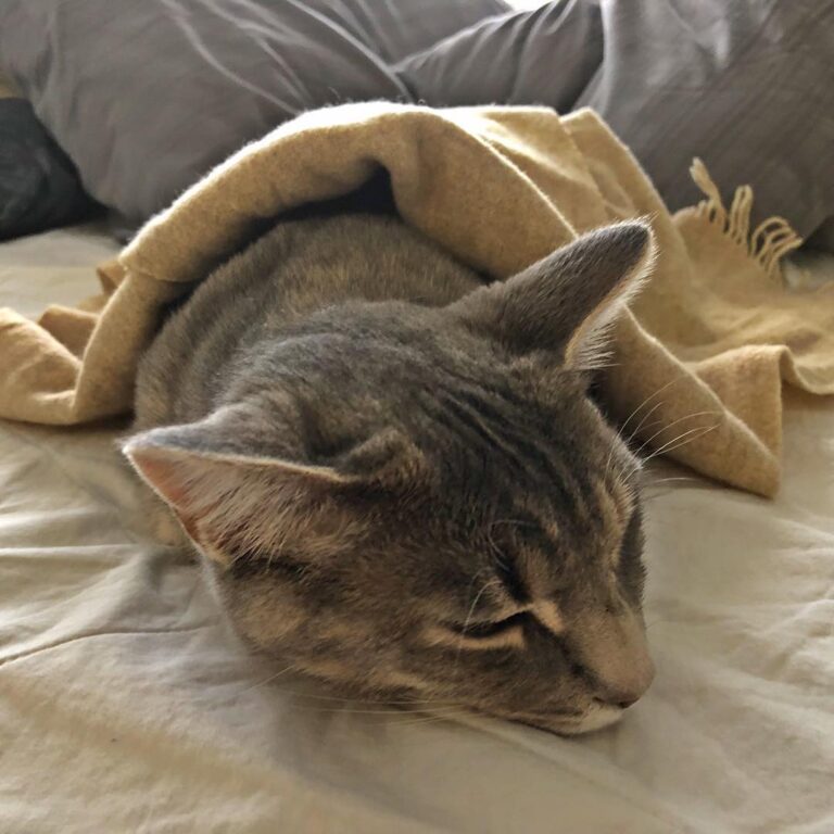 Today I fell asleep from my mom’s petting, and she covered me with a