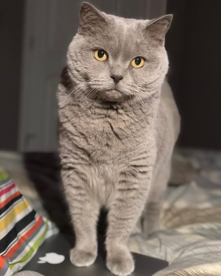 Today we said goodbye to Elvis. Thank you for making us happy all