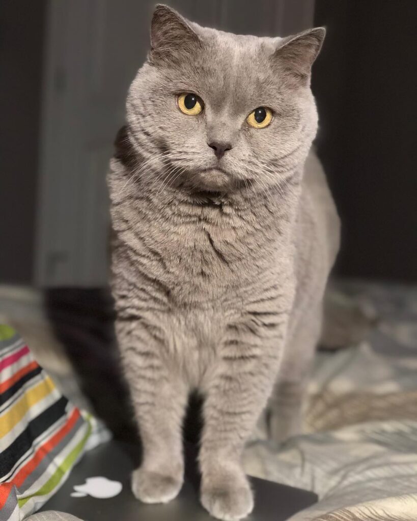 Today we said goodbye to Elvis. Thank you for making us happy all