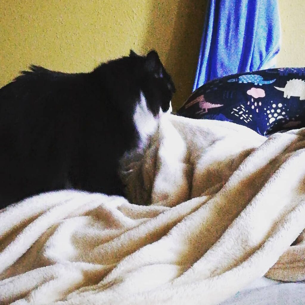 Tried to get a photo but I’ve never seen our cat do this. I got this