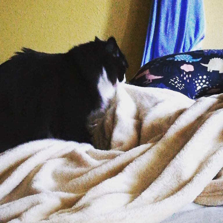 Tried to get a photo but I’ve never seen our cat do this. I got this