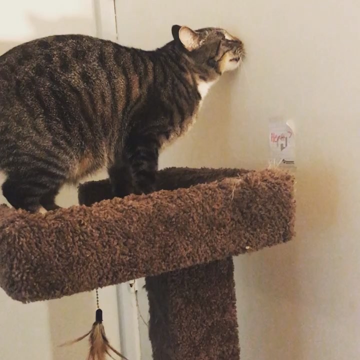 Turn off my vacuum cleaner, turn around and see this keep swiping!