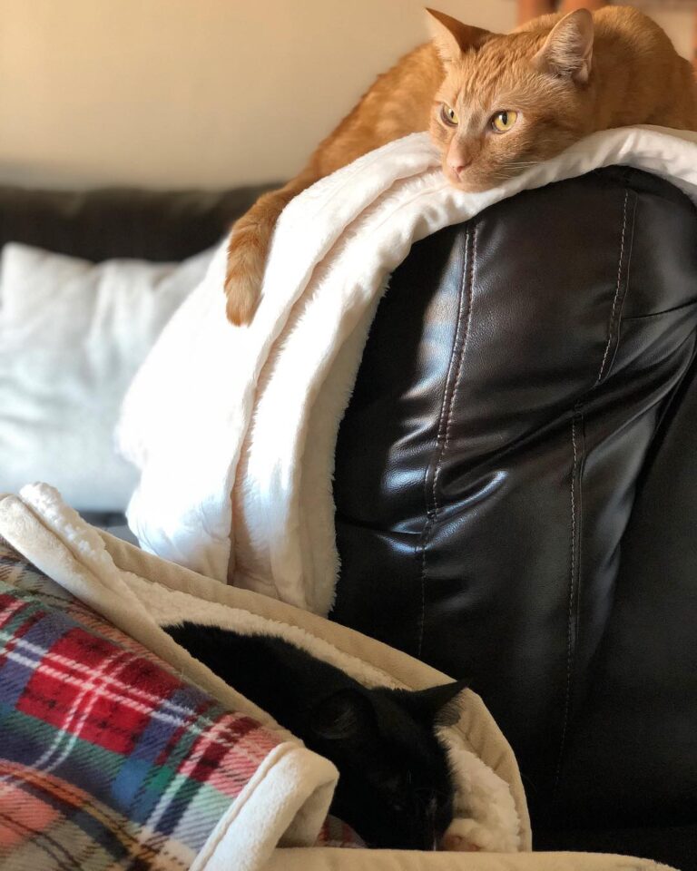 Two of the cutest snug bugs you’ll ever see. Happy furr-ends! Peep