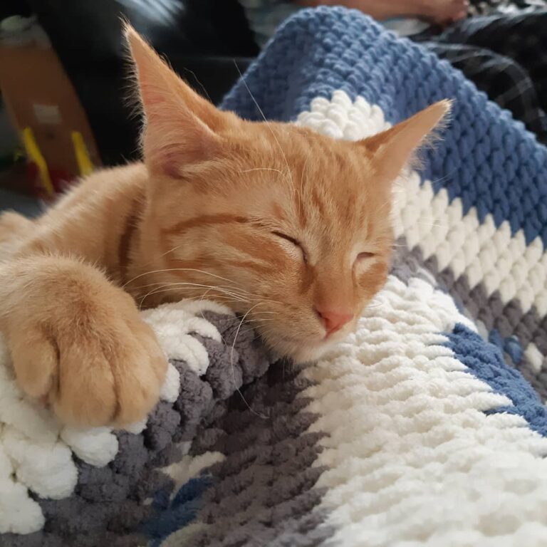 **UPDATE** Dasher is doing great in his furever home! He’s receiving
